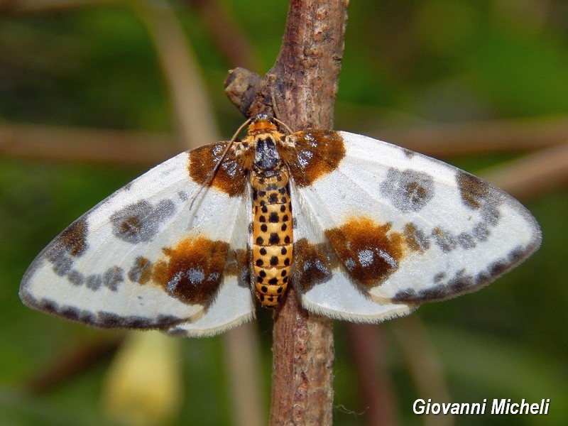 Abraxas (Calospilos) sylvata Geometridae